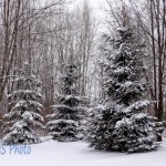 Trees in White Decorations