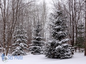 Trees in White Decorations