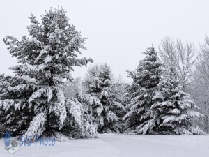 Lots of White