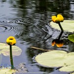 Yellow Water Lilies