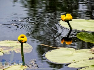 Yellow Water Lilies