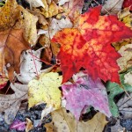 Fallen Leaves