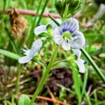 Tiny Thyme-leaf Speedwell