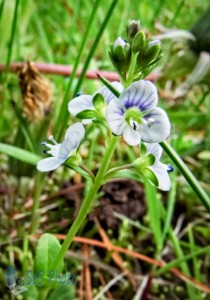 Tiny Thyme-leaf Speedwell