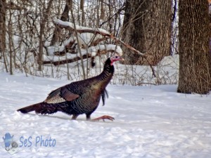 Turkey Tromp