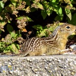 Thirteen-lined Ground Squirrel