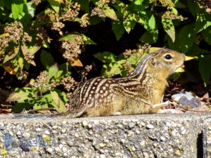 Thirteen-lined Ground Squirrel