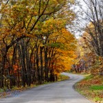 Winding Autumn Road