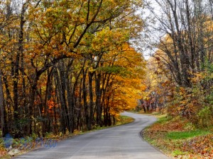 Winding Autumn Road