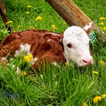 Springtime Calf