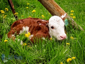 Springtime Calf