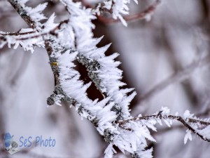 Sunday Morning Frost