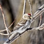 Common Redpoll