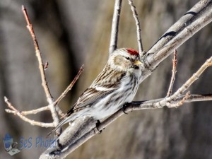 Common Redpoll