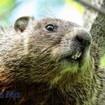 Groundhog Predicts Early Spring