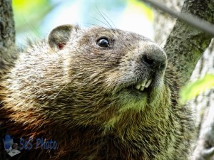 Groundhog Predicts Early Spring