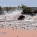 Seagulls Braving Nor'easter