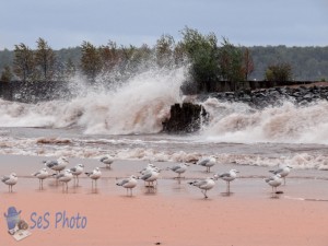 Seagulls Braving Nor'easter