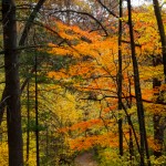 A Stroll Down an Autumn Path