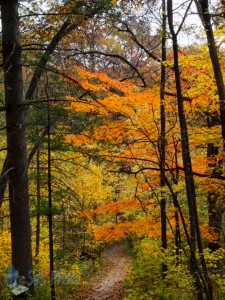 A Stroll Down an Autumn Path