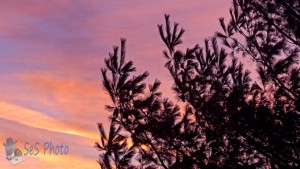 Pine Tree Sunset