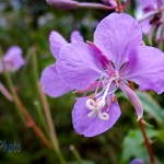 Fireweed Blossom