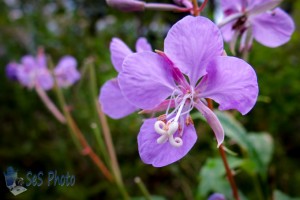 Fireweed Blossom