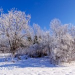 Frosty Morning