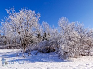 Frosty Morning