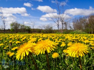 Land of Yellow