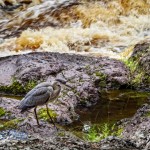 Heron Near Rushing River