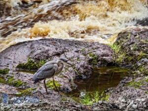 Heron Near Rushing River