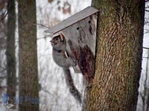 Naughty Squirrel