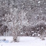 Huge Snowflakes