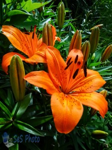 Colorful Lily