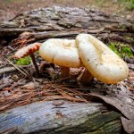 Family of Toadstools