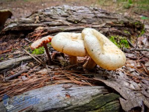 Family of Toadstools