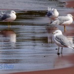 Seagulls with Wet Feet