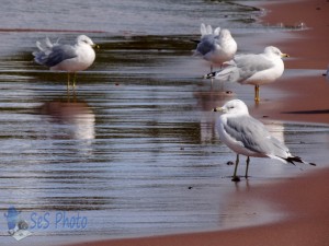 Seagulls with Wet Feet