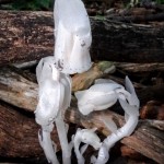 Indian Pipes in White