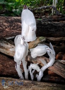 Indian Pipes in White