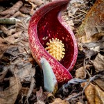 The Smelly Skunk Cabbage