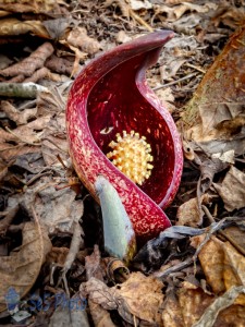 The Smelly Skunk Cabbage