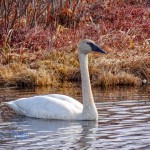 Graceful Trumpeter Swan