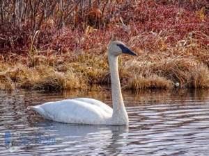 Graceful Trumpeter Swan