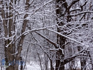 March Snow