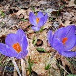 Crocuses Braving the Weather