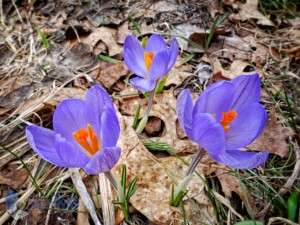 Crocuses Braving the Weather