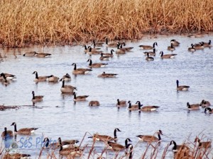 Goose Pond