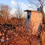 Waiting for a Wood Duck